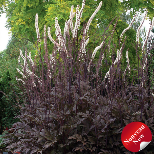 Cimicifuga ramosa 'Black Negligee' - 1g