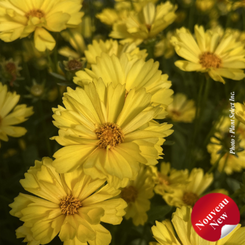 Coreopsis Leading Lady 'Sophia'