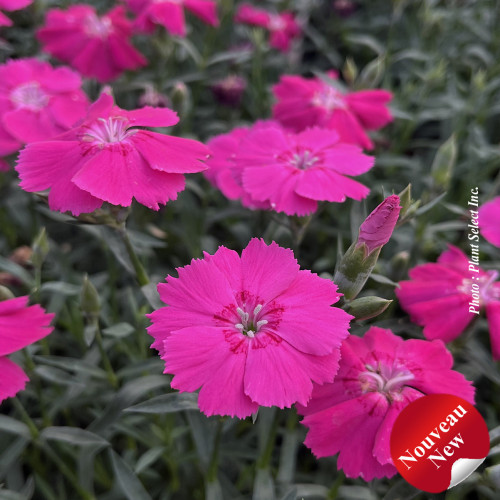 Dianthus 'Mad magenta'