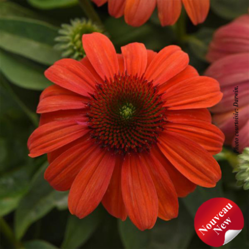 Echinacea mandarin 'Mambo'
