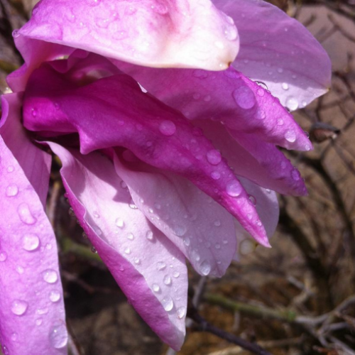 Magnolia x 'Betty' 