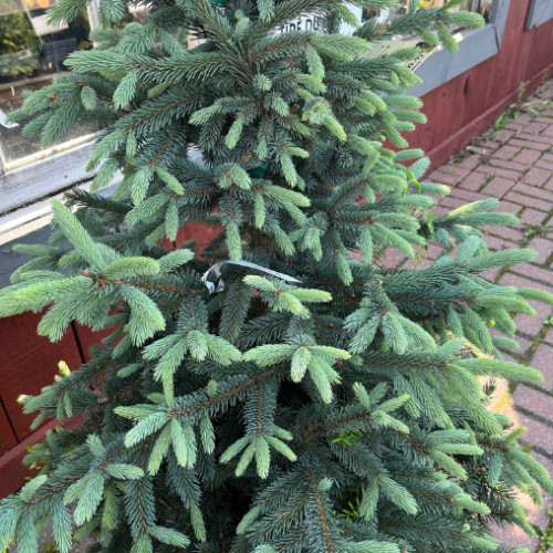 Picea abies 'Paul's Select' - 90cm