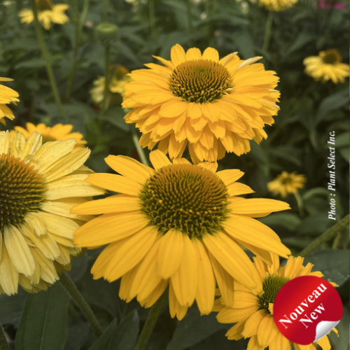 Échinacéea Sunseekers 'Golden Sun'