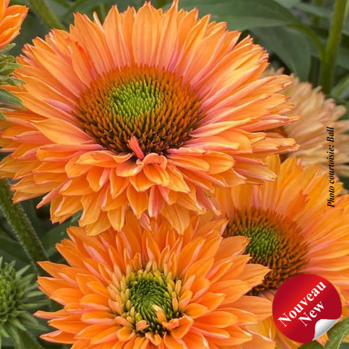 Échinacea Sunseekers 'Pumpkin Pie'
