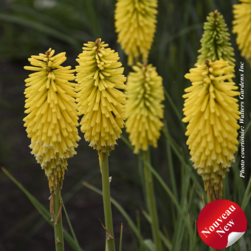 Kniphofia Pyromania 'Solar Flare'