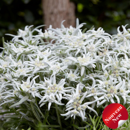 Leontopodium 'Blossom of Snow' -1g