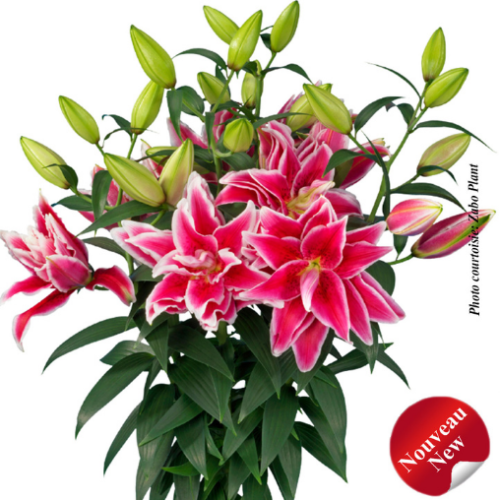 Lilium Roselily 'Kyra'