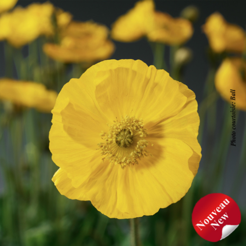 Papaver Spring Fever 'Yellow'
