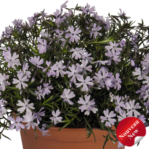 Phlox sub. Spring 'Lavender'