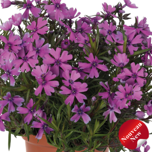 Phlox sub. Spring 'Lilac'