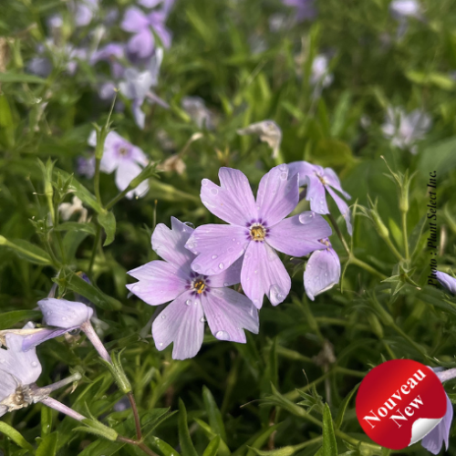 Phlox Woodlander 'Periwinkle'