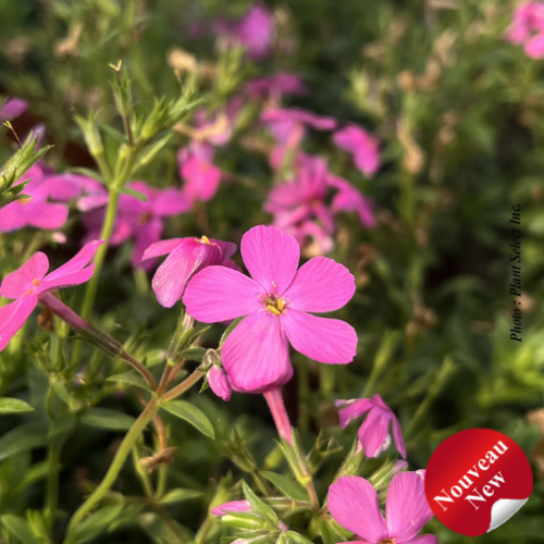 Phlox Woodlander 'Pink'