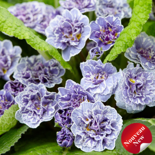 Primula Barnhaven 'Double Vintage'