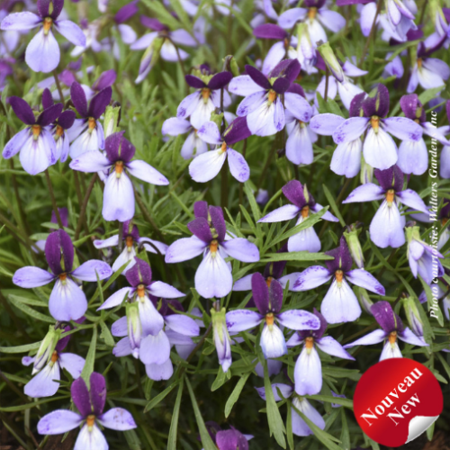 Viola 'Eco Artist Palette'