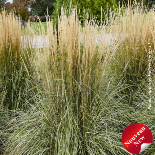 Calamagrostis 'Hello Spring'