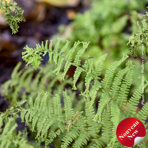 Athyrium 'Fronds Forever'