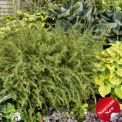 Athyrium 'Victoriae'