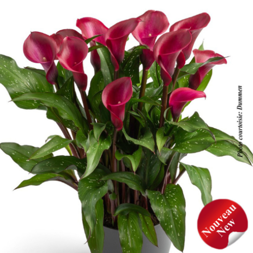 Calla 'Tokyo'
