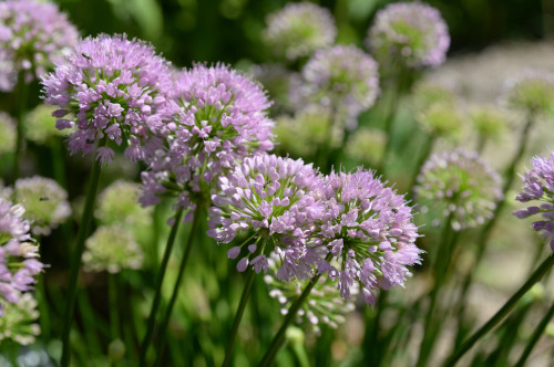 Allium 'Millenium'