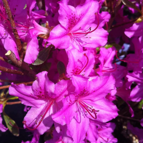 Azalea 'Karen' - 2g