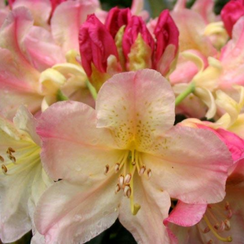 Rhododendron 'Percy Wiseman' 