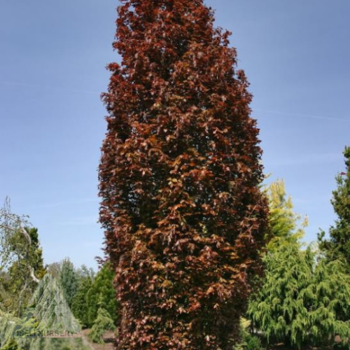 Fagus sylvatica 'Red Obelisk'