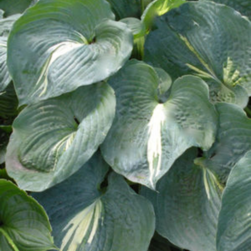 Hosta x 'Thunderbolt' - 1g