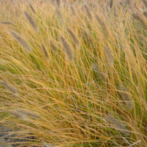 Pennisetum alopecuroides - 1g