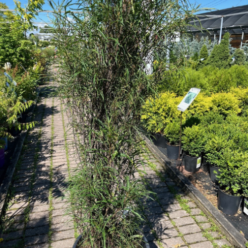 Rhamnus frangula 'Straight Line'