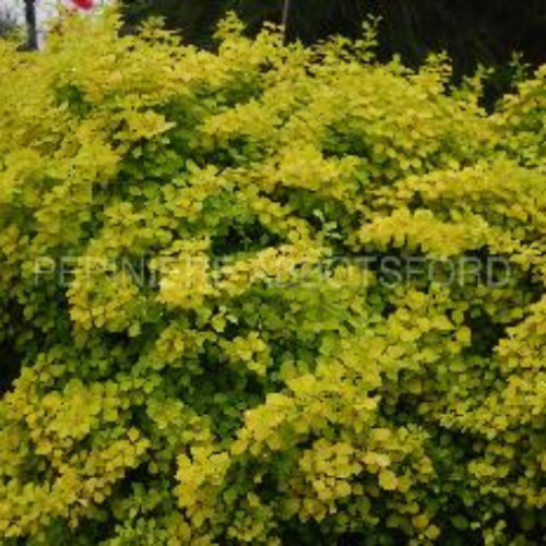 Épine-Vinette 'Naine Dorée'