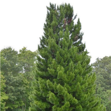 Sciadopitys verticillata 'Joe Kozey'