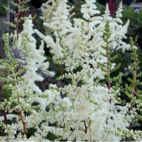 Astilbe japonica 'Ellie' - 2g