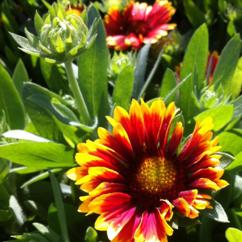 Gaillardia 'Goblin'