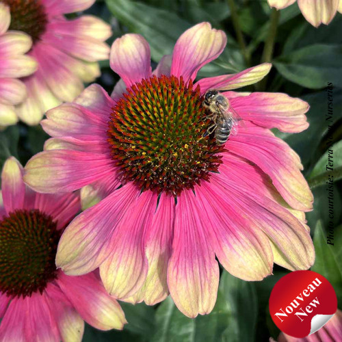 Echinacea 'Kismet Pink Lemonade' - 1g