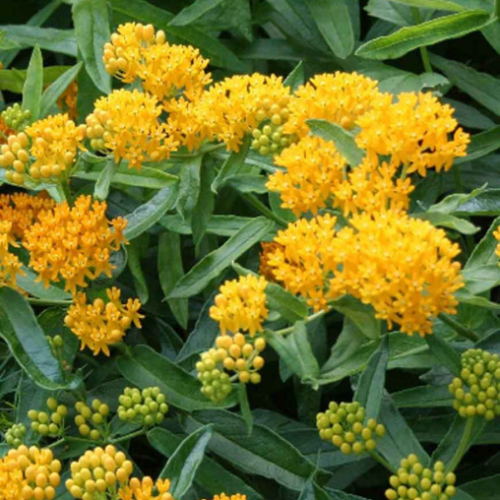 Asclepias tuberosa 'Hello Yellow'
