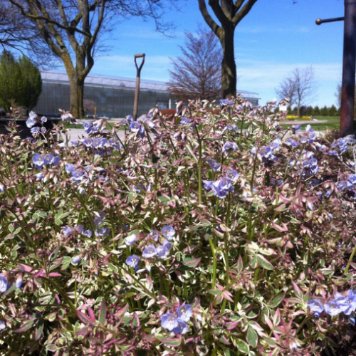 Polemonium reptans 'Stairway To Heaven' - 1g