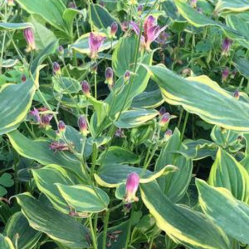Tricyrtis formasana 'Autumn Glow' - 1g