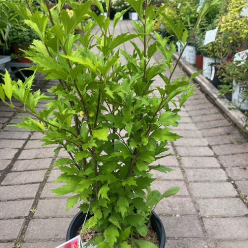 Hibiscus syriacus 'Red Pillar' - 2g