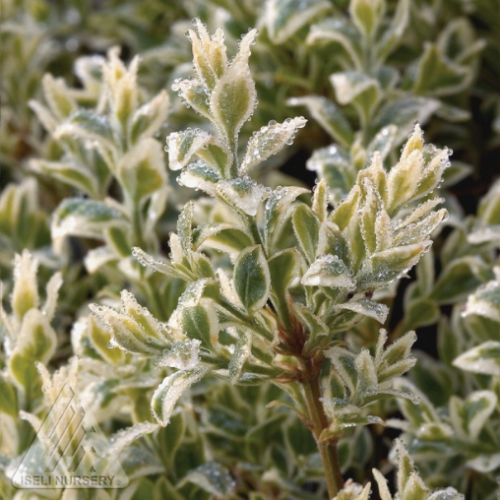 Buxus semp. 'Variegata'