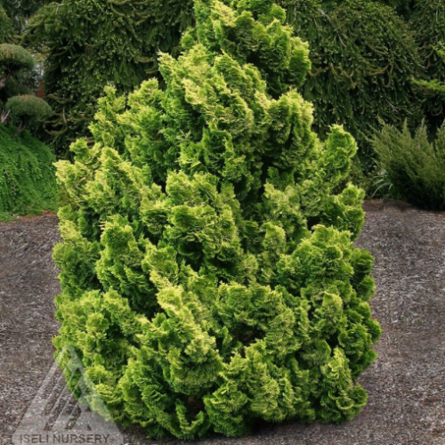 Chamaecyparis obtus 'Nana lutea' - 3g
