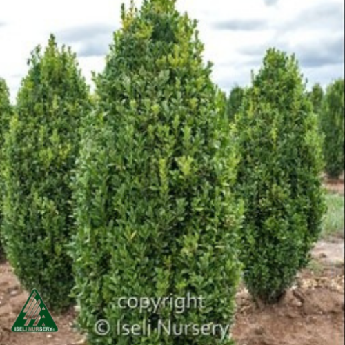 Buxus 'Graham Blandy'