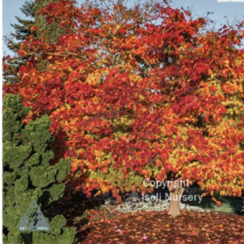 Acer x pse 'Arctic jade' - 3g