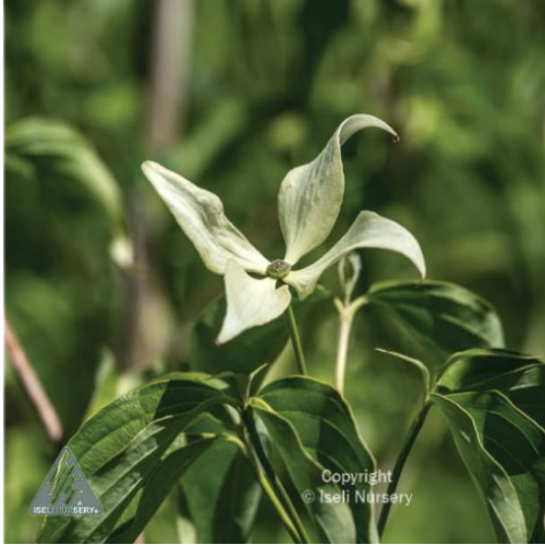 Cornus Kousa 'Greensleeves' - 6g