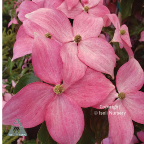 Cornus kousa 'Scarlet Fire' - 6g