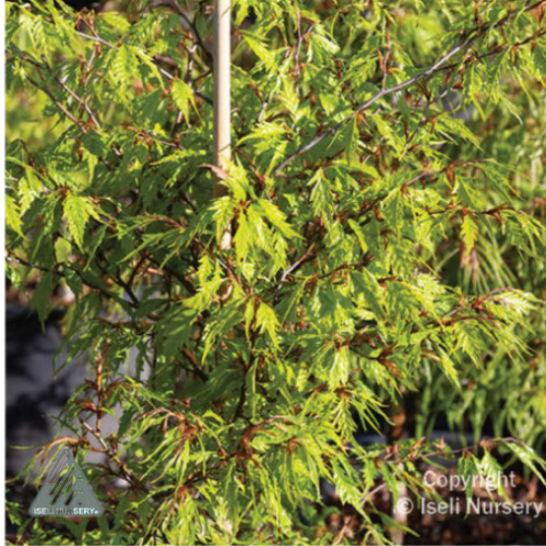 Fagus sylva 'Mercedes' - 6g