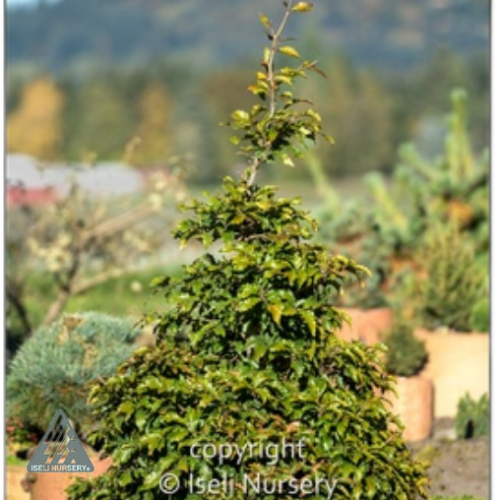 Fagus sylvatica 'Sandrode' - 6g
