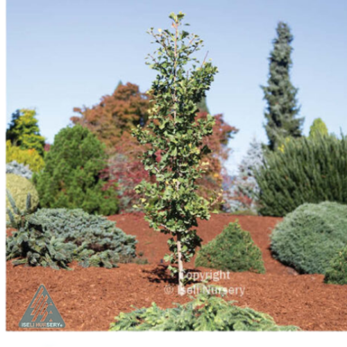 Ginkgo biloba ' Folker's Select' - 6g