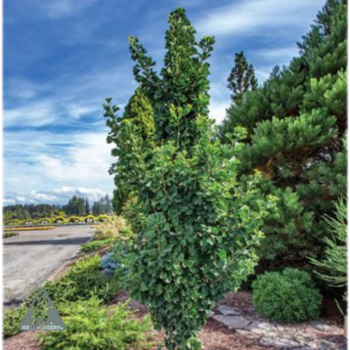Ginkgo biloba 'Jade butterflies' - 6g