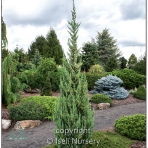 Juniperus chin. 'Trautman'