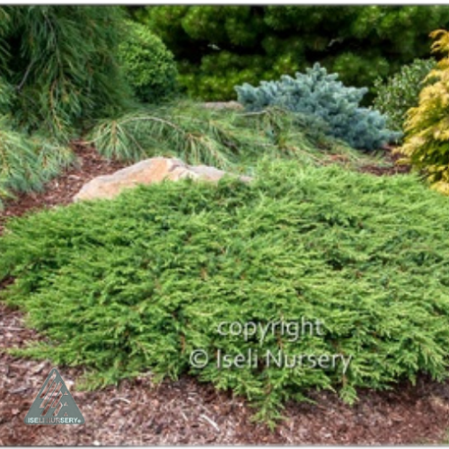 Juniperus communis 'Green Carpet' - 3g